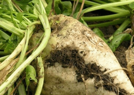 پیش بینی تولید ۲.۶ میلیون تن چغندر قند پاییزه