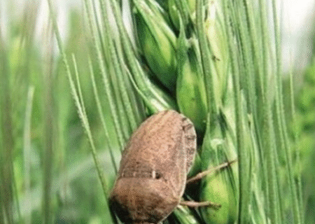 احتمال افزایش آفت سن گندم با توجه به کم‌بارشی پاییز امسال