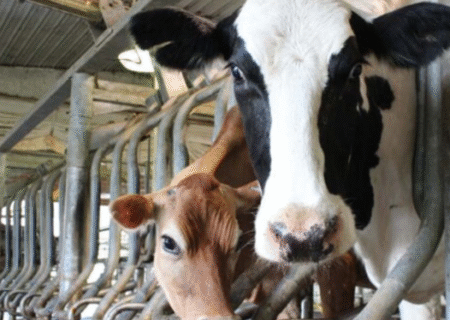 کاهش تولید شیرخام با شیوع بیماری تب برفکی