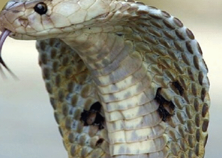 یک پادزهر برای ۱۷ نوع مارگزیدگی ساخته شد