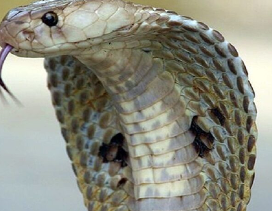 یک پادزهر برای ۱۷ نوع مارگزیدگی ساخته شد