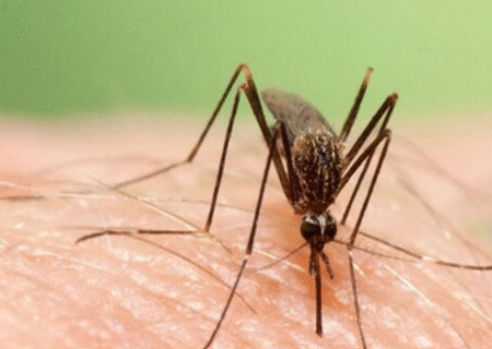 هشدار رئیسی نسبت به همه گیری انفجاری تب دنگی