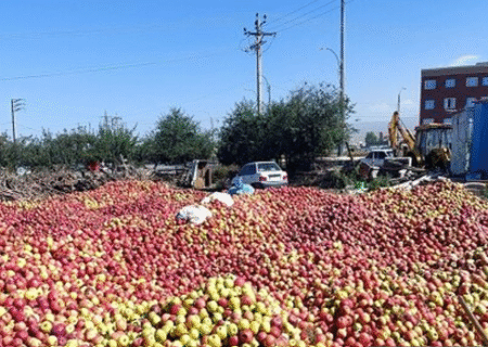 ۹۵ هزار تن سیب از باغات شهرستان میانه برداشت شد