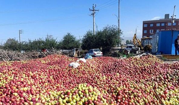 ۹۵ هزار تن سیب از باغات شهرستان میانه برداشت شد