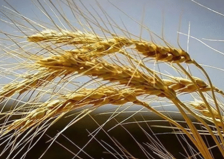 تحول نوین در بهسازی نهرهای کشاورزی مرند