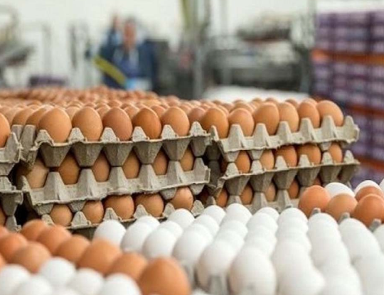 بیش از ۱۰ درصد تخم مرغ کشور در آذربایجان‌شرقی تولید می‌شود