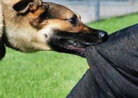 کشنده‌ترین بیماری مشترک انسان و دام/شستن زخم با آب و صابون، ۹۰ درصد خطر هاری را کاهش می‌دهد