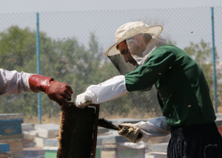 آغاز برداشت عسل از زنبورستان های هشترود