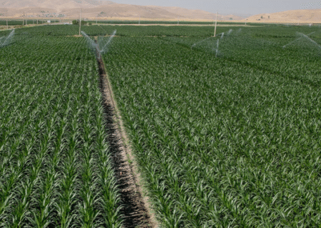 کشاورزان مبارزه با جوندگان را جدی بگیرند