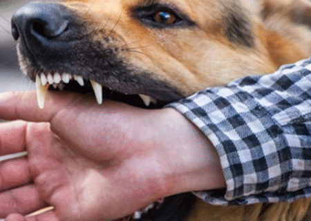 چالش حیوان‌گزیدگی و مرگ‌های ناشی از هاری / ایران پیگیر تولید داخلی ایمونوگلوبولین ضدهاری