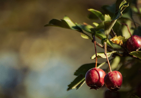 بارش پاییزه نصف شد