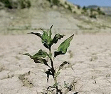 تصمیمات غلط، فشار اقلیمی و مصرف بی‌مهار؛ عوامل ورود ایران به ششمین سال خشکسالی/ حقابه‌ها در سایه دیپلماسی ضعیف از دست رفتند