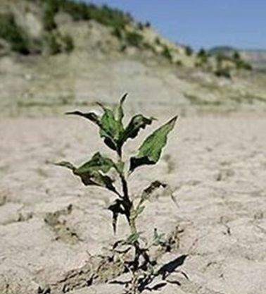 تصمیمات غلط، فشار اقلیمی و مصرف بی‌مهار؛ عوامل ورود ایران به ششمین سال خشکسالی/ حقابه‌ها در سایه دیپلماسی ضعیف از دست رفتند