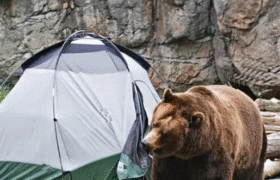 مهربانی با خرس‌ ها کار دست اهالی مشگین‌ شهر داد