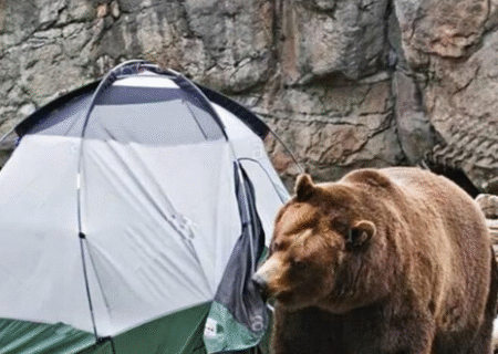 مهربانی با خرس‌ ها کار دست اهالی مشگین‌ شهر داد