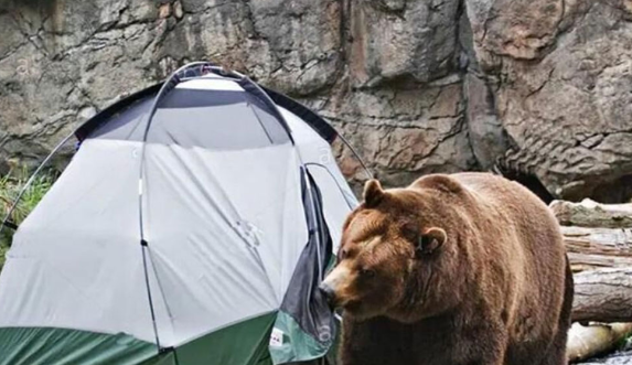 مهربانی با خرس‌ ها کار دست اهالی مشگین‌ شهر داد