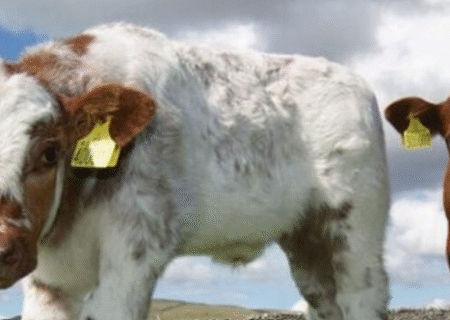 افزایش تلقیح مصنوعی دام در آذربایجان شرقی