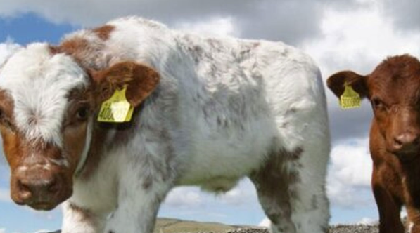 افزایش تلقیح مصنوعی دام در آذربایجان شرقی