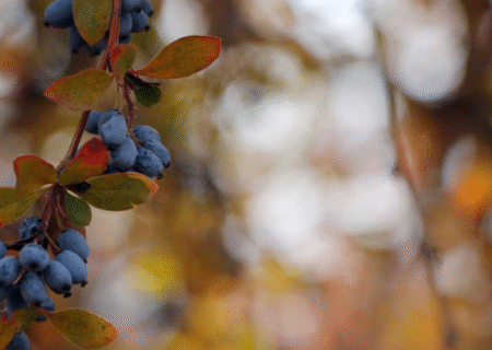 رشد کشت زرشک سیاه در آذربایجان شرقی؛ شبستر تنها مرکز تولید این محصول