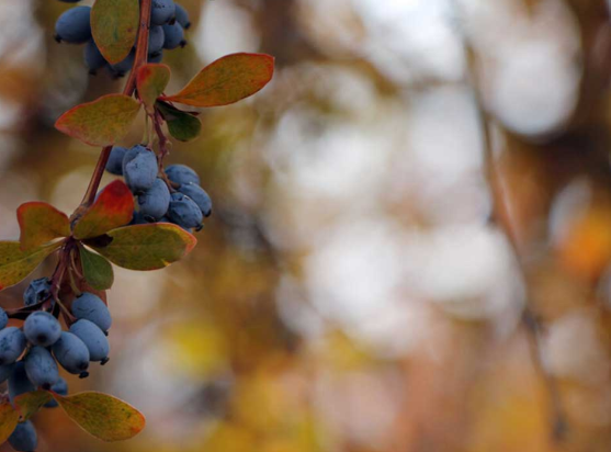 رشد کشت زرشک سیاه در آذربایجان شرقی؛ شبستر تنها مرکز تولید این محصول