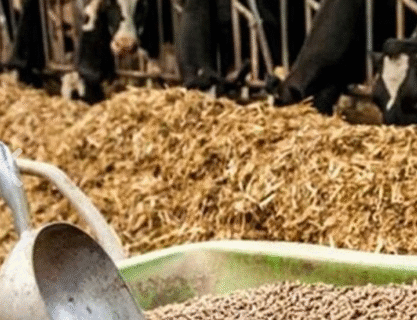 بهره‌ گیری از ظرفیت ۶۰ کارخانه برای ارتقای کیفیت خوراک دام آذربایجان شرقی