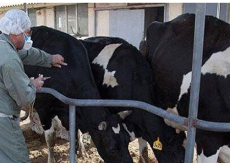 واردات ۲.۵ میلیون دُز واکسن تب برفکی/شناسایی ۵۰۷ کانون بیماری