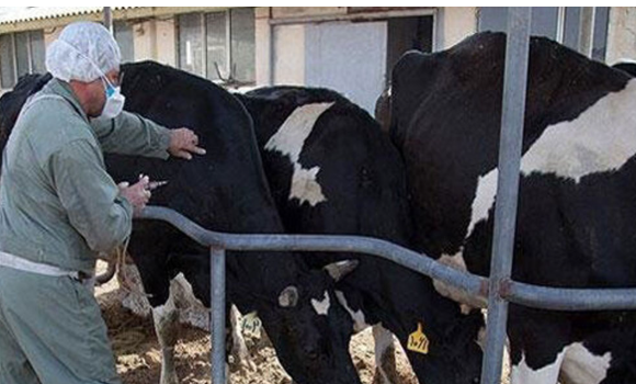 واردات ۲.۵ میلیون دُز واکسن تب برفکی/شناسایی ۵۰۷ کانون بیماری