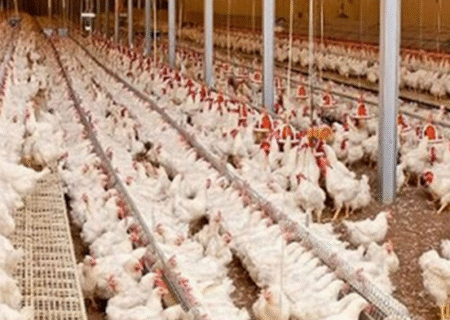 تولید مرغ در آذربایجان‌شرقی ۲۰ هزار تن افزایش می‌یابد