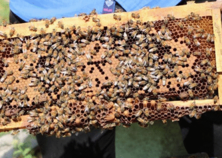 ضرورت ورود فناوری‌های نوین به بخش زنبورداری