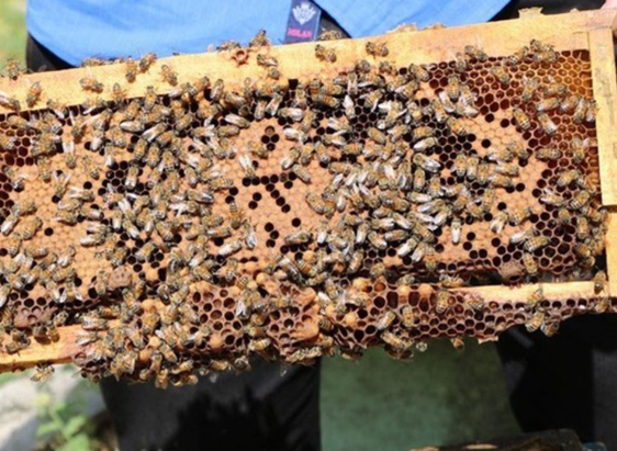 ضرورت ورود فناوری‌های نوین به بخش زنبورداری