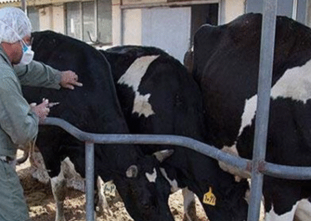 واکسیناسیون تب برفکی مانع خسارت ۴۰ همتی شد