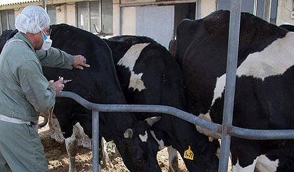 واکسیناسیون تب برفکی مانع خسارت ۴۰ همتی شد