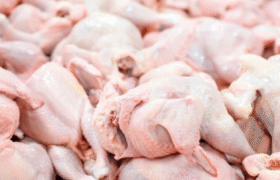 تکذیب دوباره یک شایعه قدیمی؛ مرغ تریاکی واقعیت ندارد