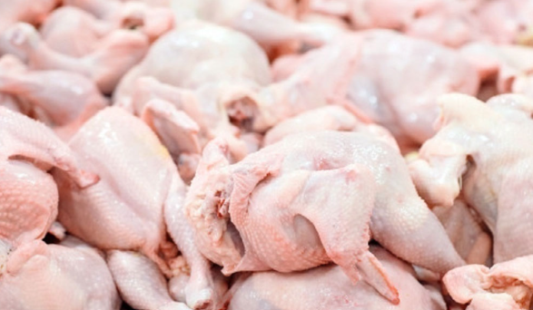 تکذیب دوباره یک شایعه قدیمی؛ مرغ تریاکی واقعیت ندارد