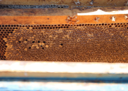 شیرین‌ تر از عسل؛ مسیر درآمدزایی زنبورداران خویی با ژل رویال متحول می‌ شود