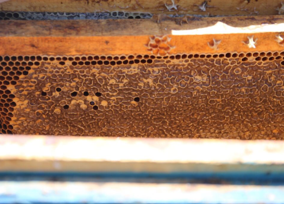 شیرین تر از عسل؛ مسیر درآمدزایی زنبورداران خویی با ژل رویال متحول می شود